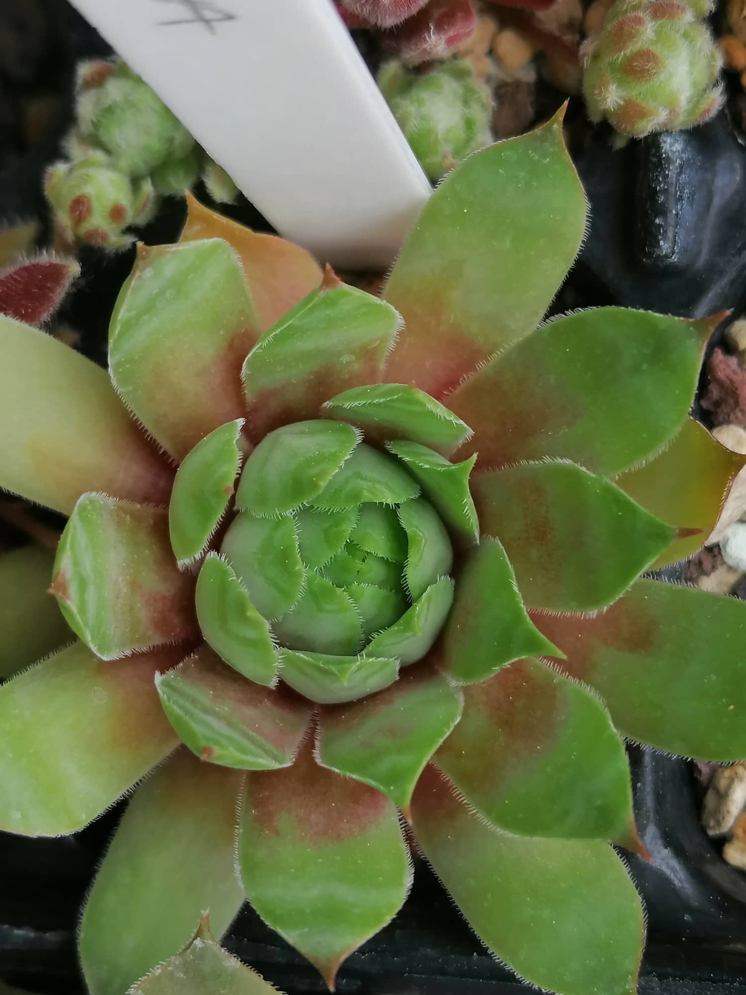 Zebrina
