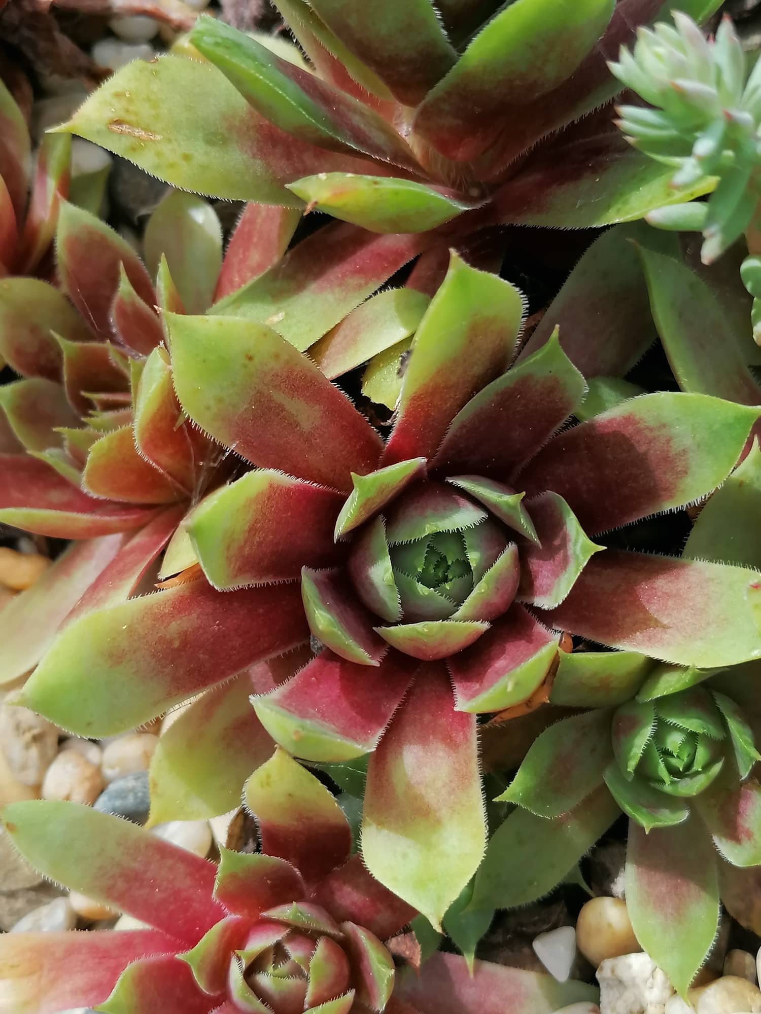 Zelina Argus
