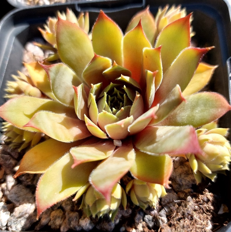 Abra Fenixis (Netzfund)
