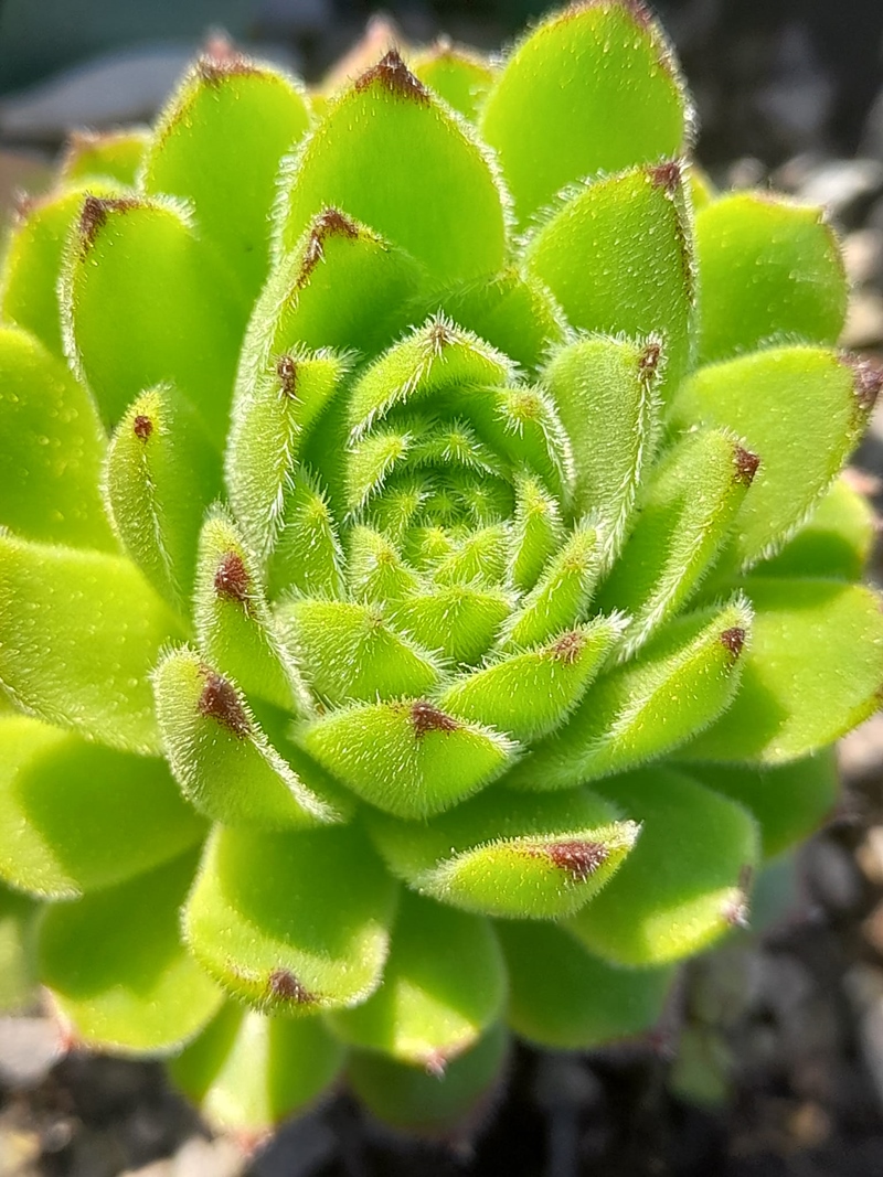 Amour (Netzfund)