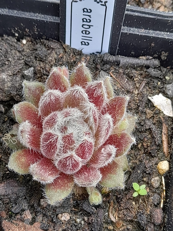 Arabella (Netzfund)