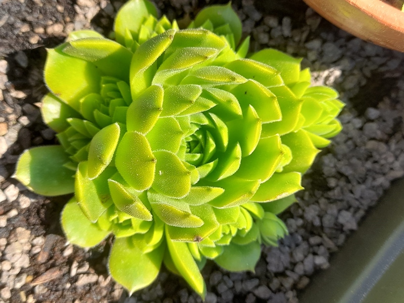 Baby George (Netzfund)