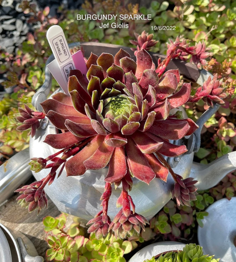 Burgundy Sparkle (Netzfund)