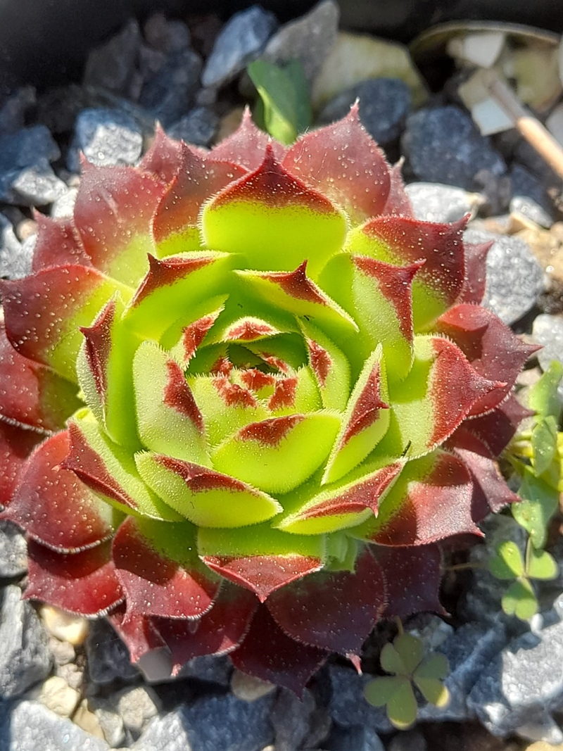 Chona (Netzfund)