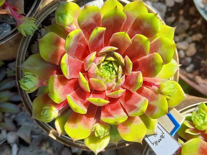 Coral Beauty (Netzfund)