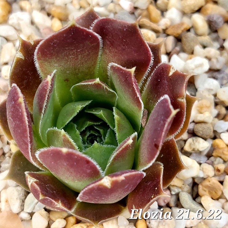 Elozia / Jovi