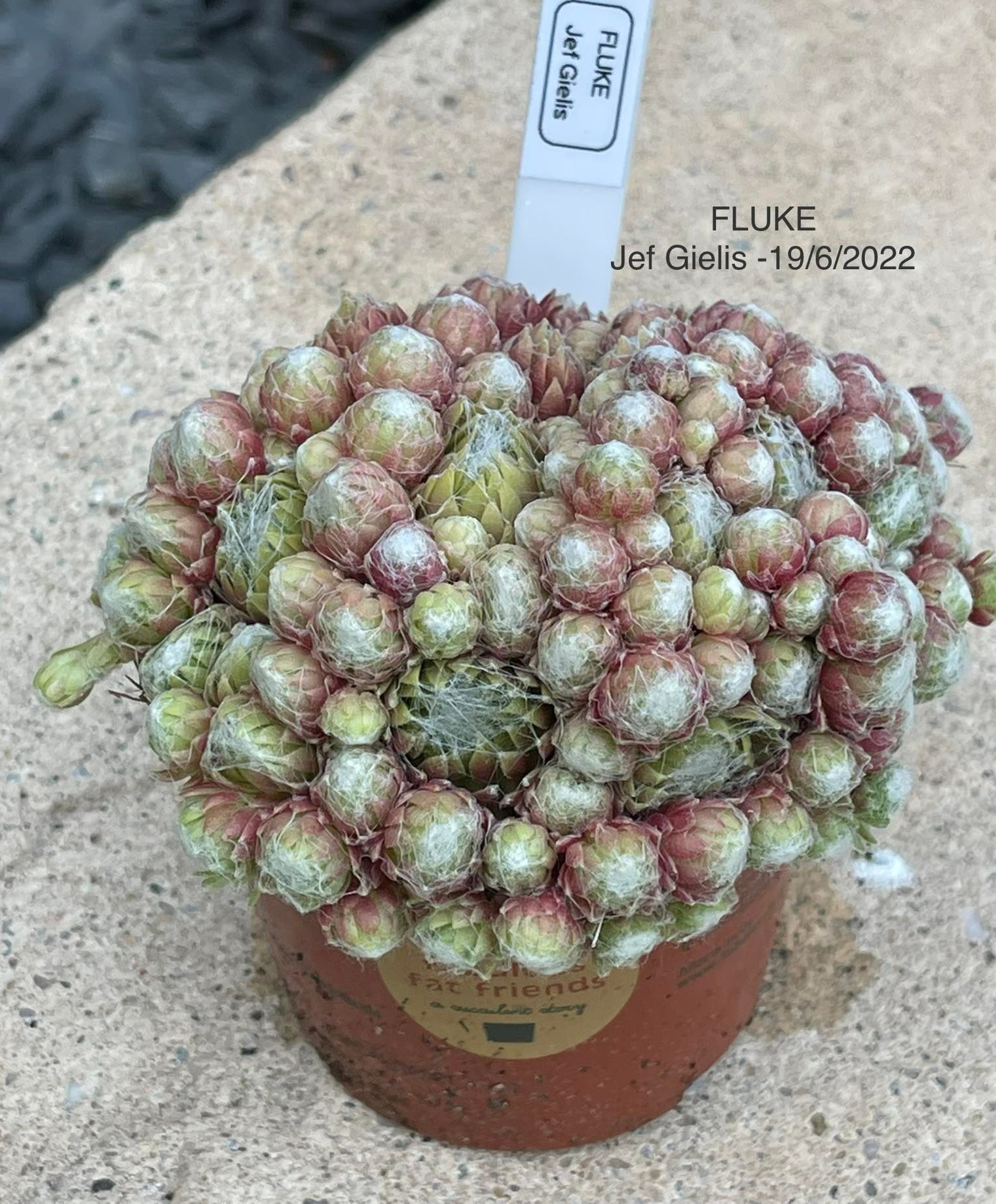 Fluke (Netzfund)