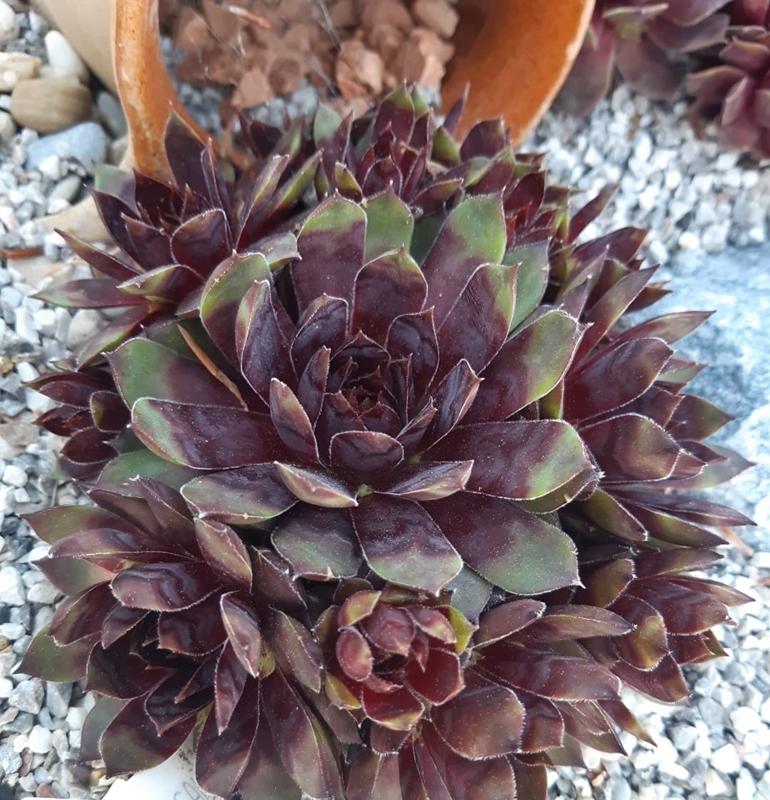 Grote Magalhaese