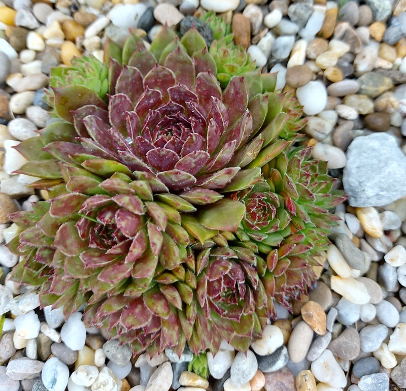 Grote Magalhaese