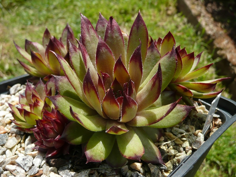 Grote Magalhaese