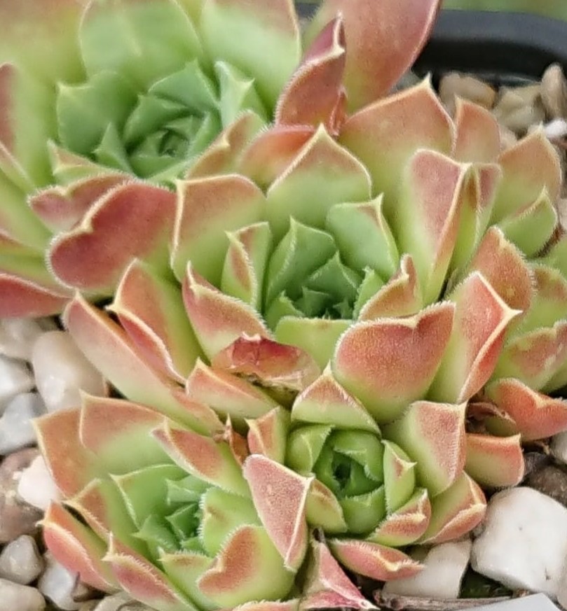 heuffelii (glabrum) from "Anthoborio"