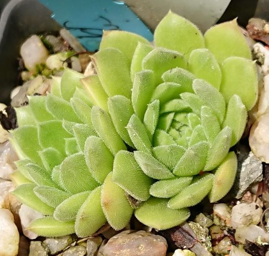 S.heuffelii from Momin Dvor