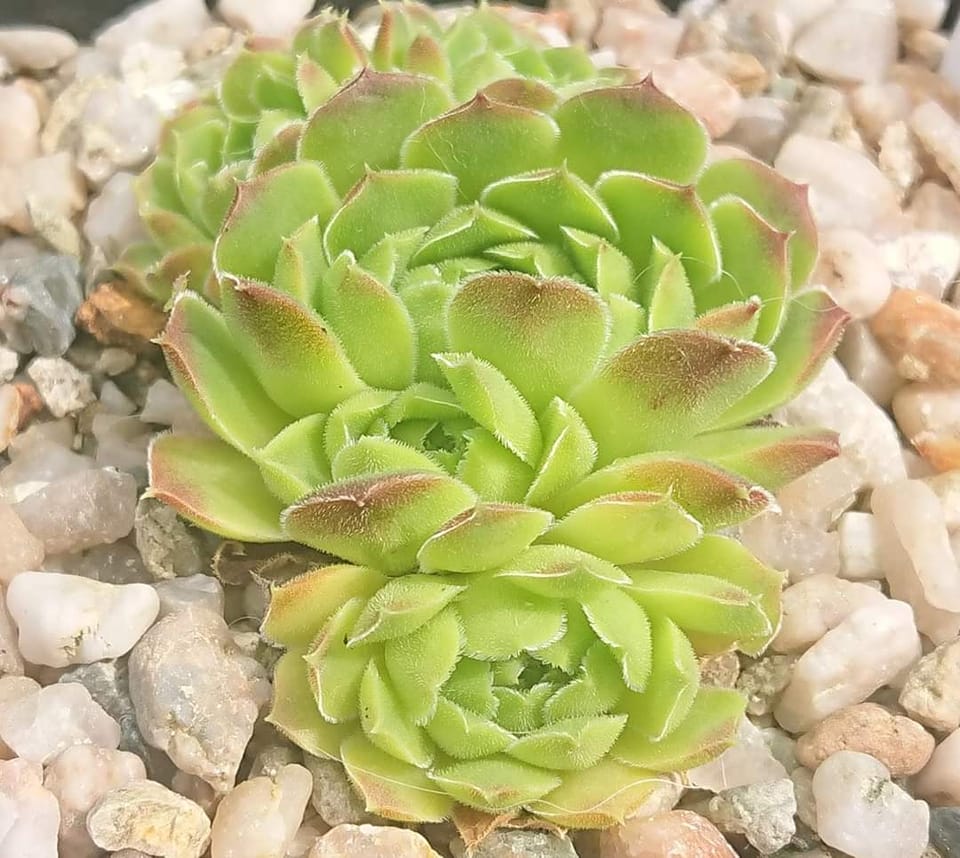 heuffelii from Pelister
