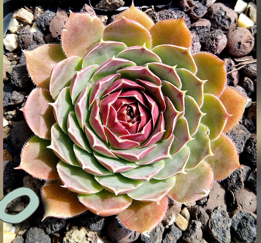 Jado (Netzfund)
