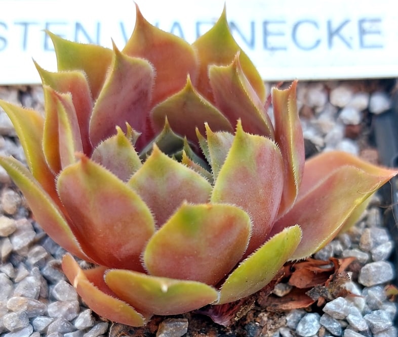 Kirsten Warnecke