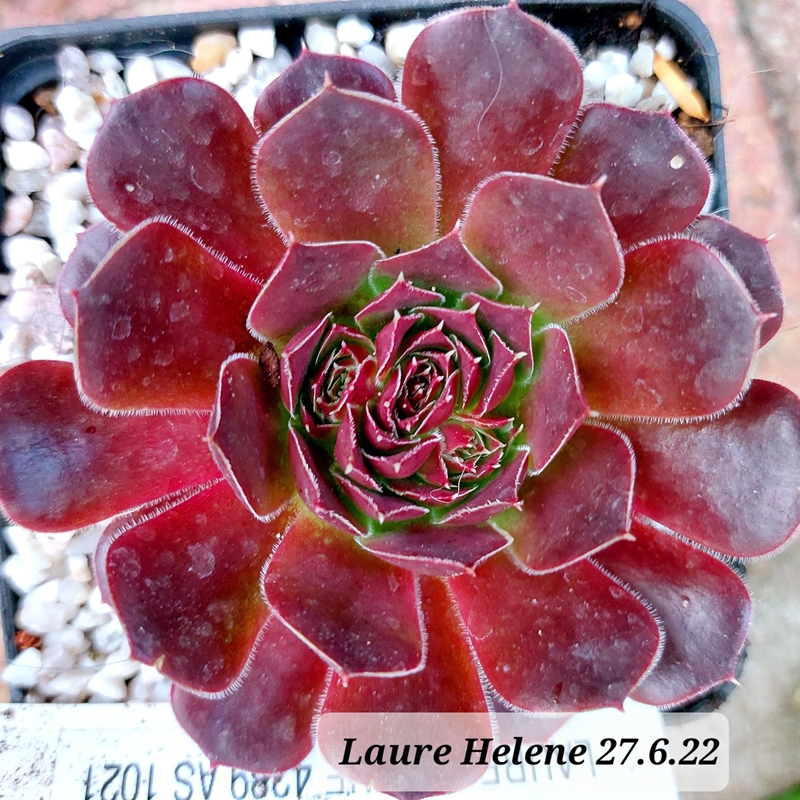 Laure-Helene / Jovi
