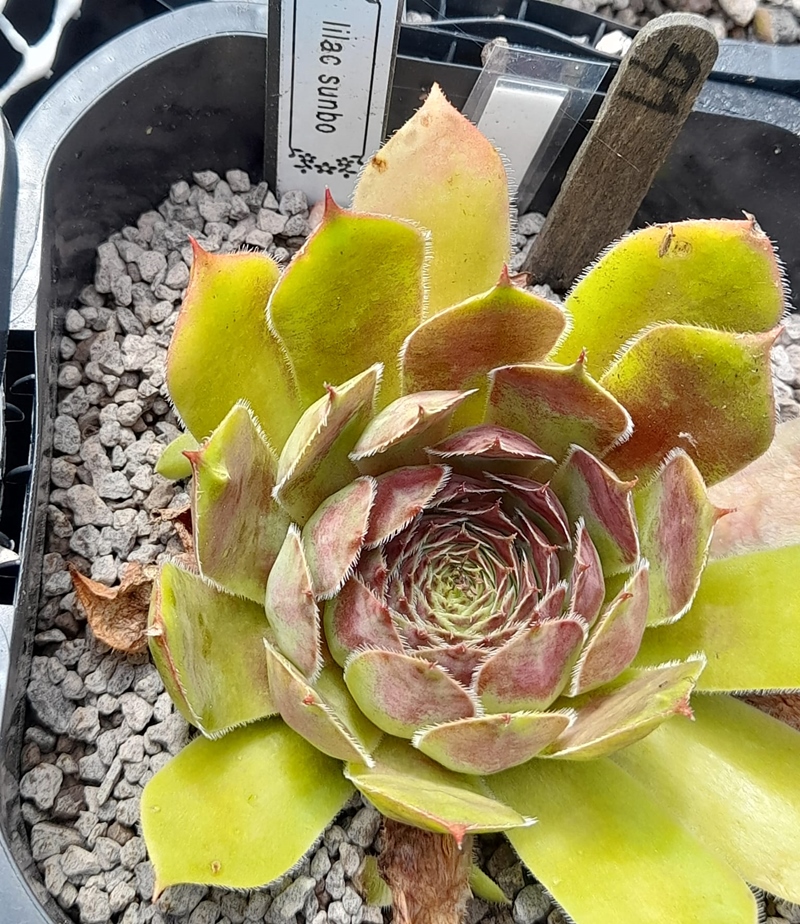 Lilac Sunbo (Netzfund)