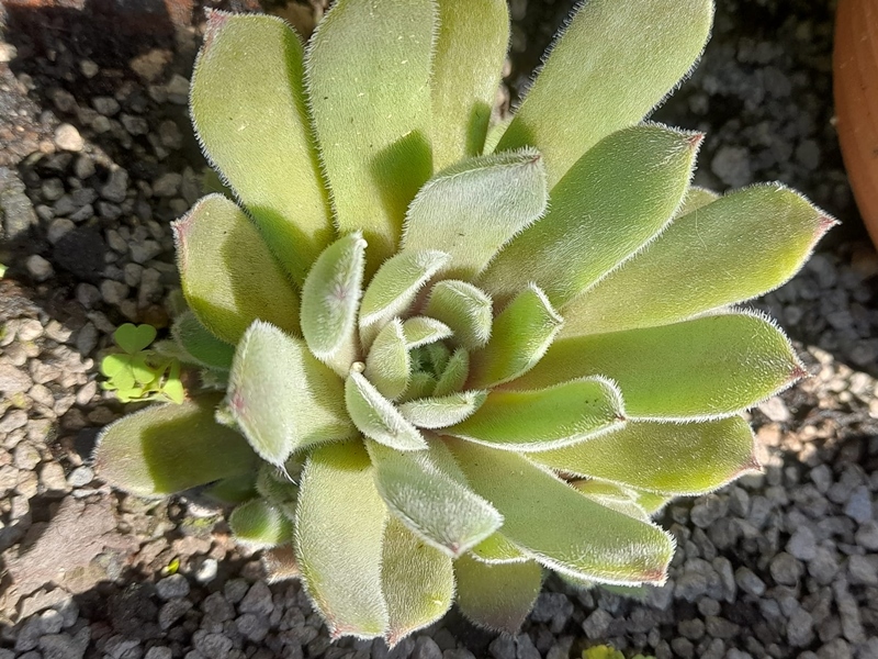 Mamamia (Netzfund)