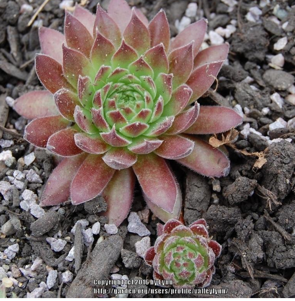 Pacific Wick's Bloom