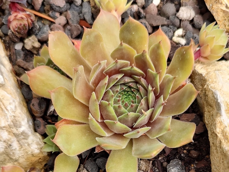 Rosenzobels Olive (Nutzfund)