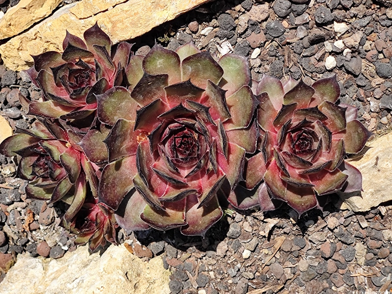 Rosenzobels Rotkehlchen (Netzfund)