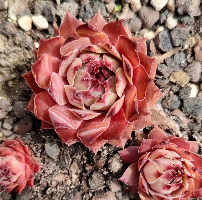 Rosenzobels Rot-weiß (Netzfund)