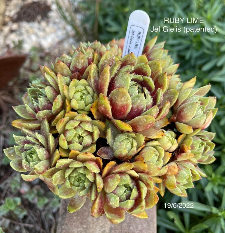 Ruby Lime© (Netzfund)