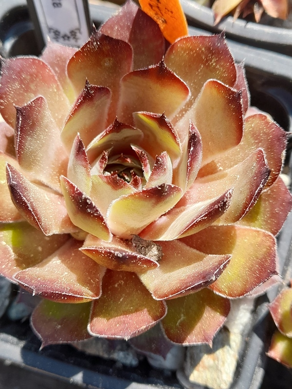 Senorita (Netzfund)