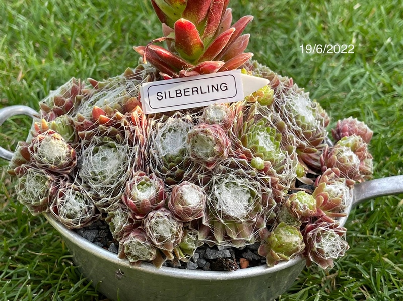 Silberling