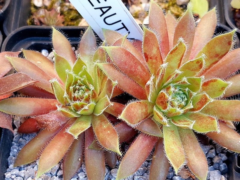Striped Beauty