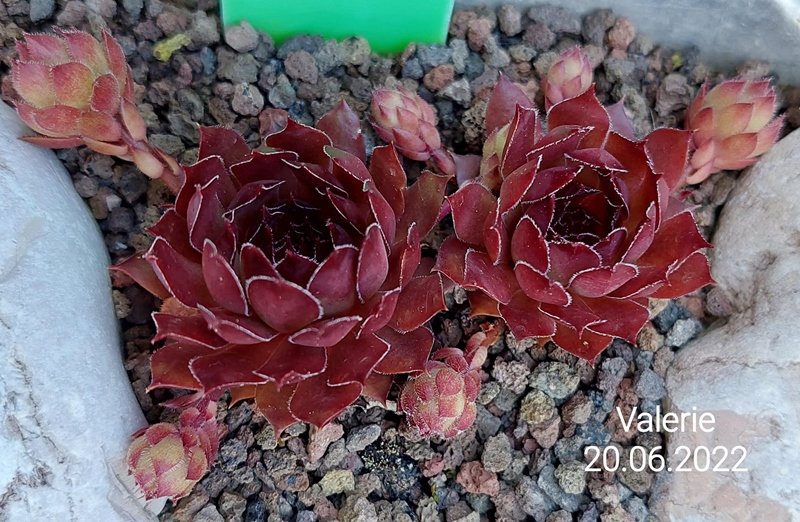 Valerie (Netzfund)
