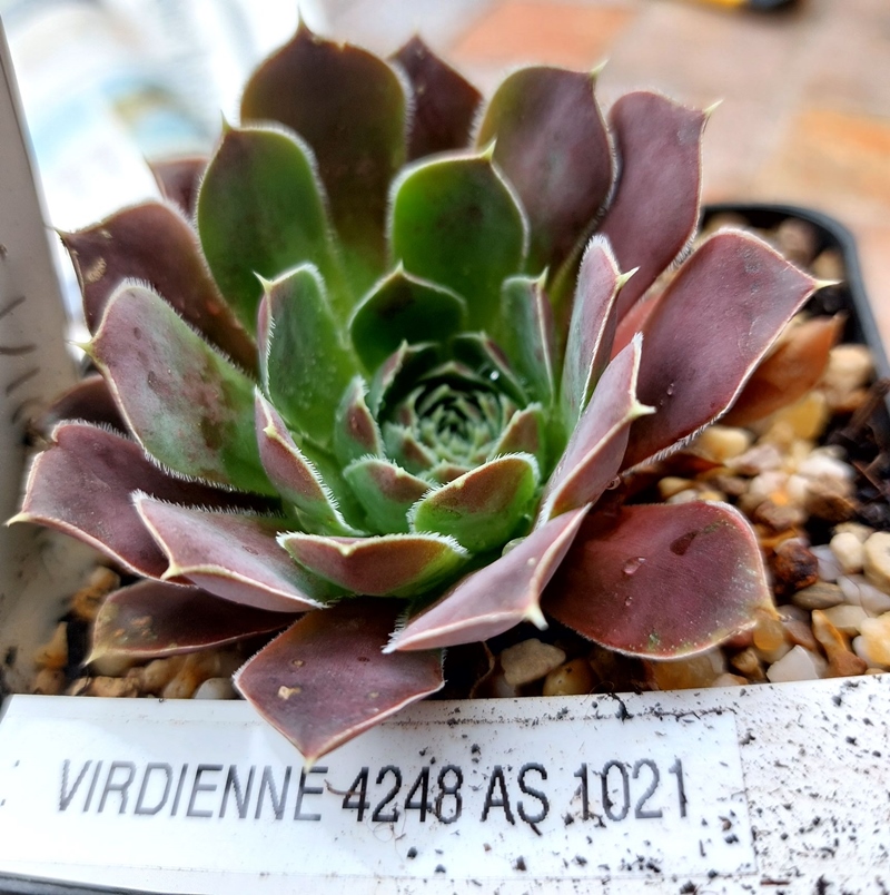 Viridienne / Jovi