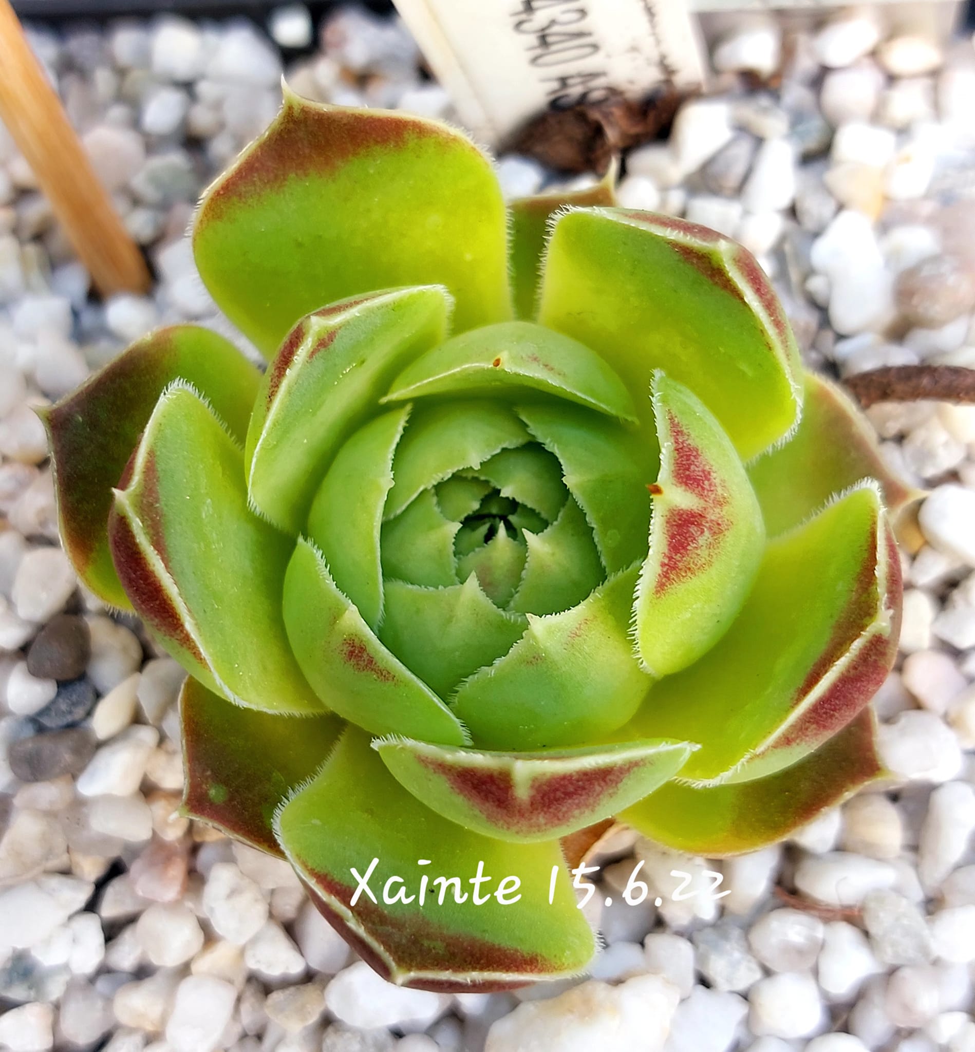 Xainte / Jovi