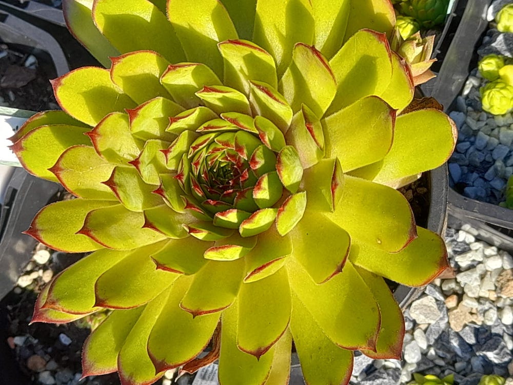 Zauberkugel