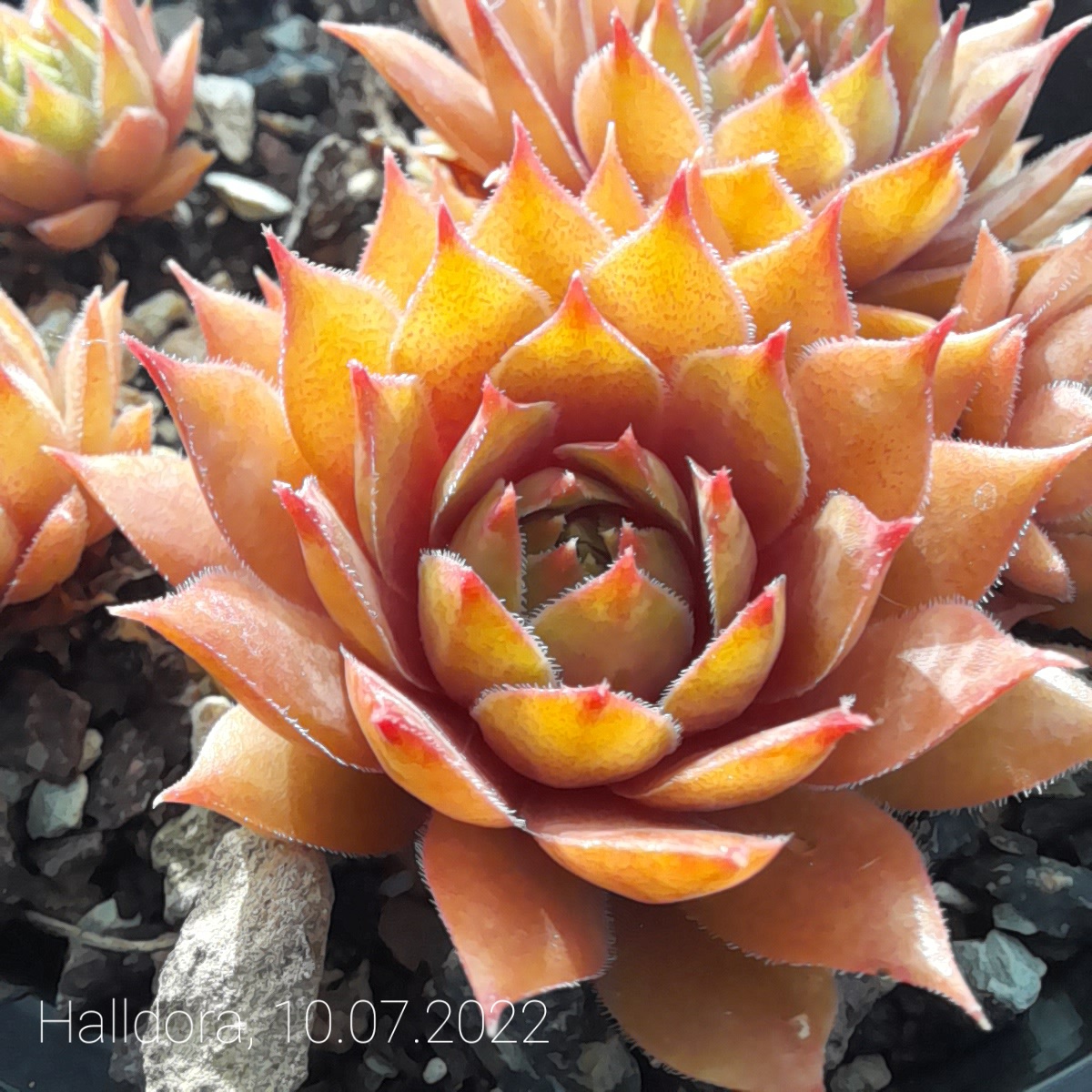 Halldora