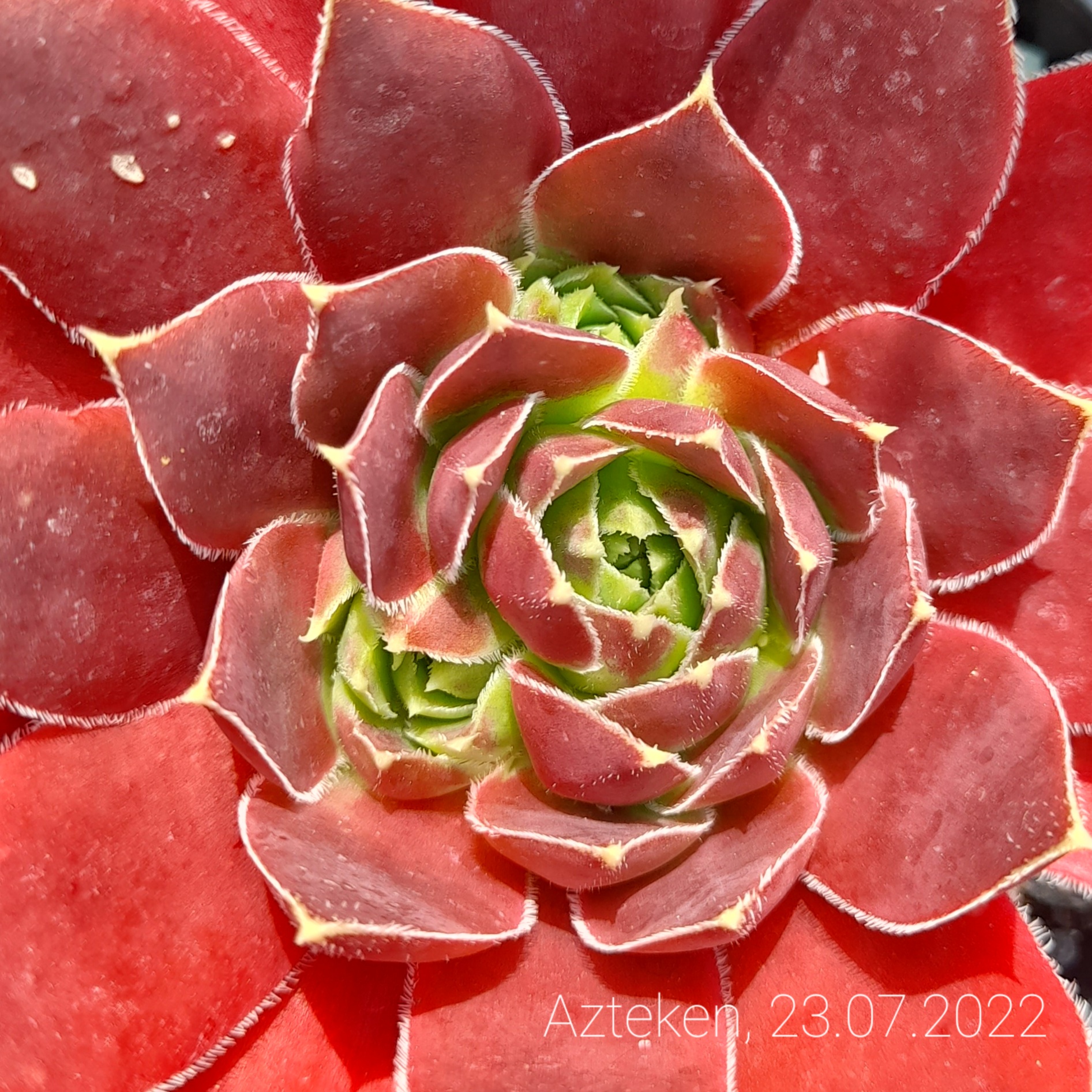 Azteken