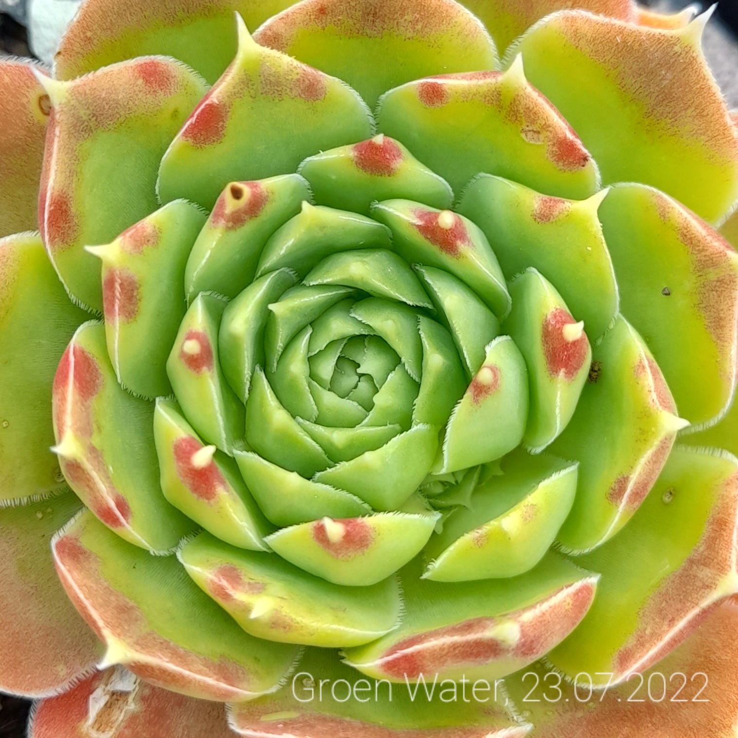 Groen Water