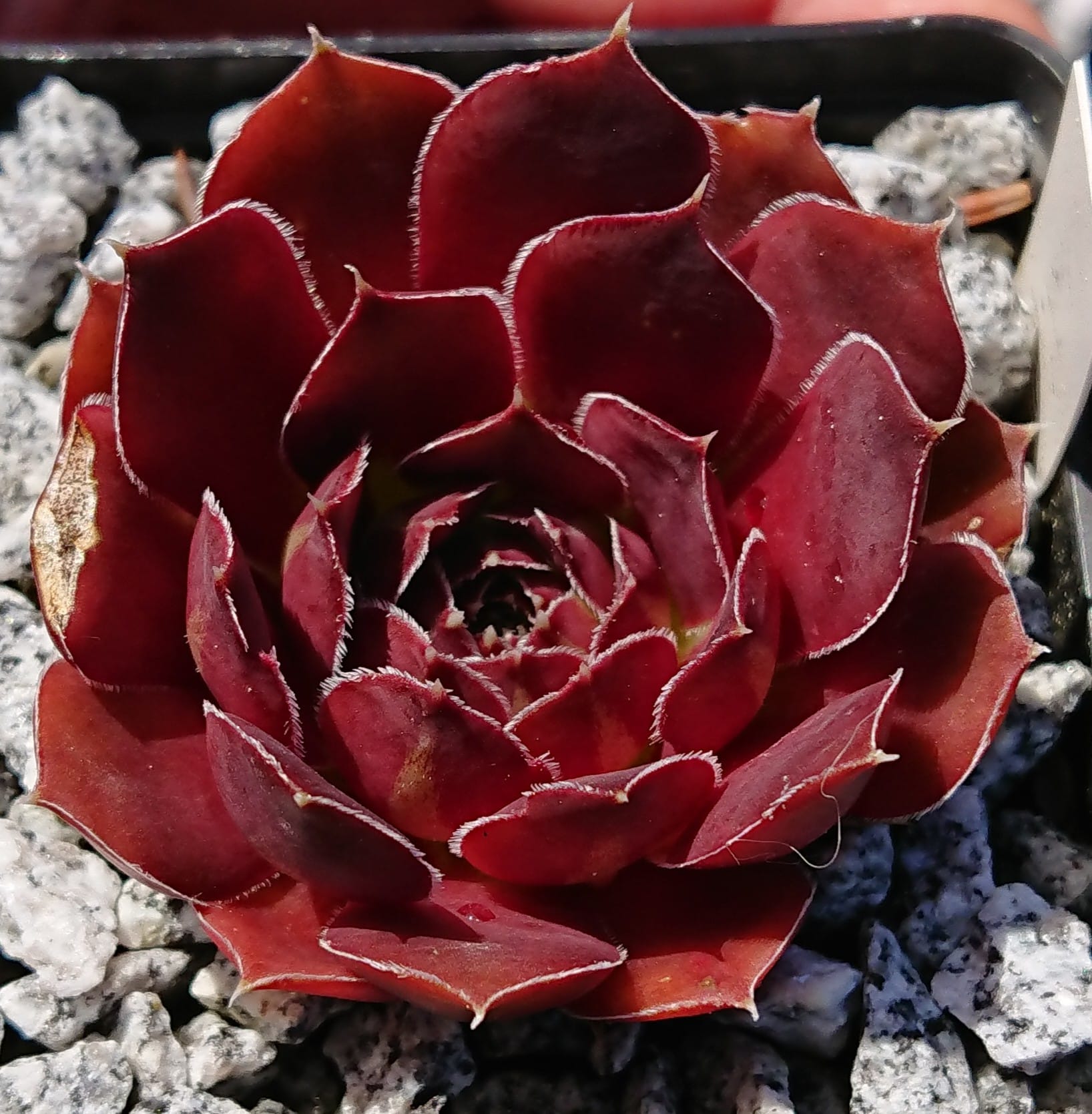 Adelirika