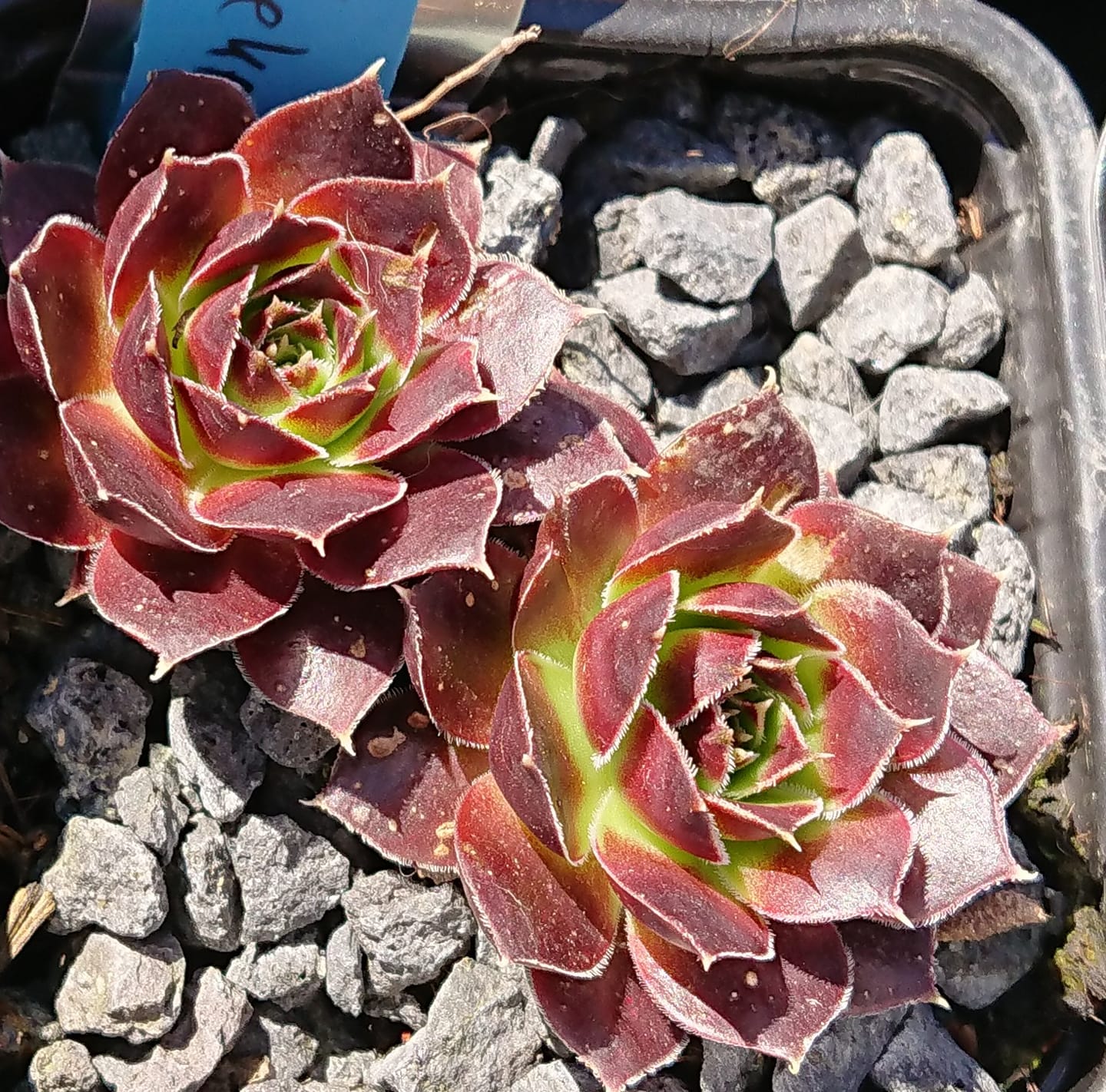 Azteken