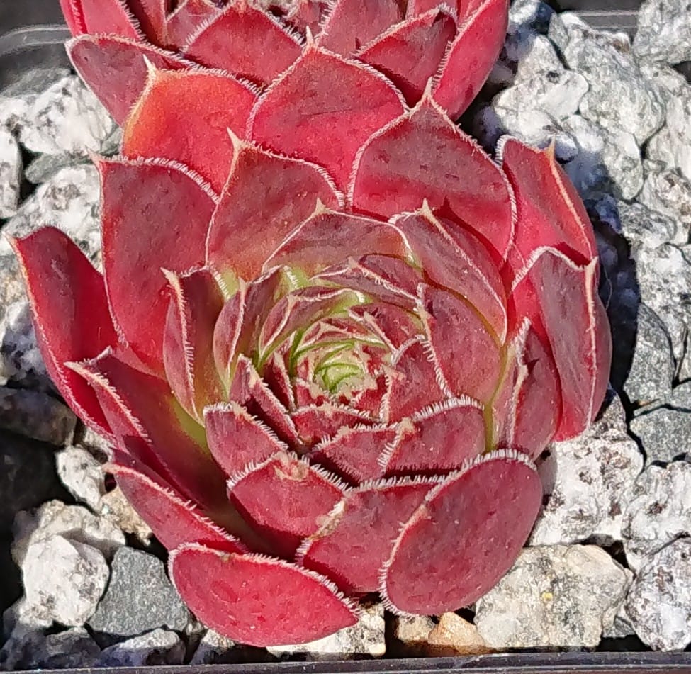 Azteken