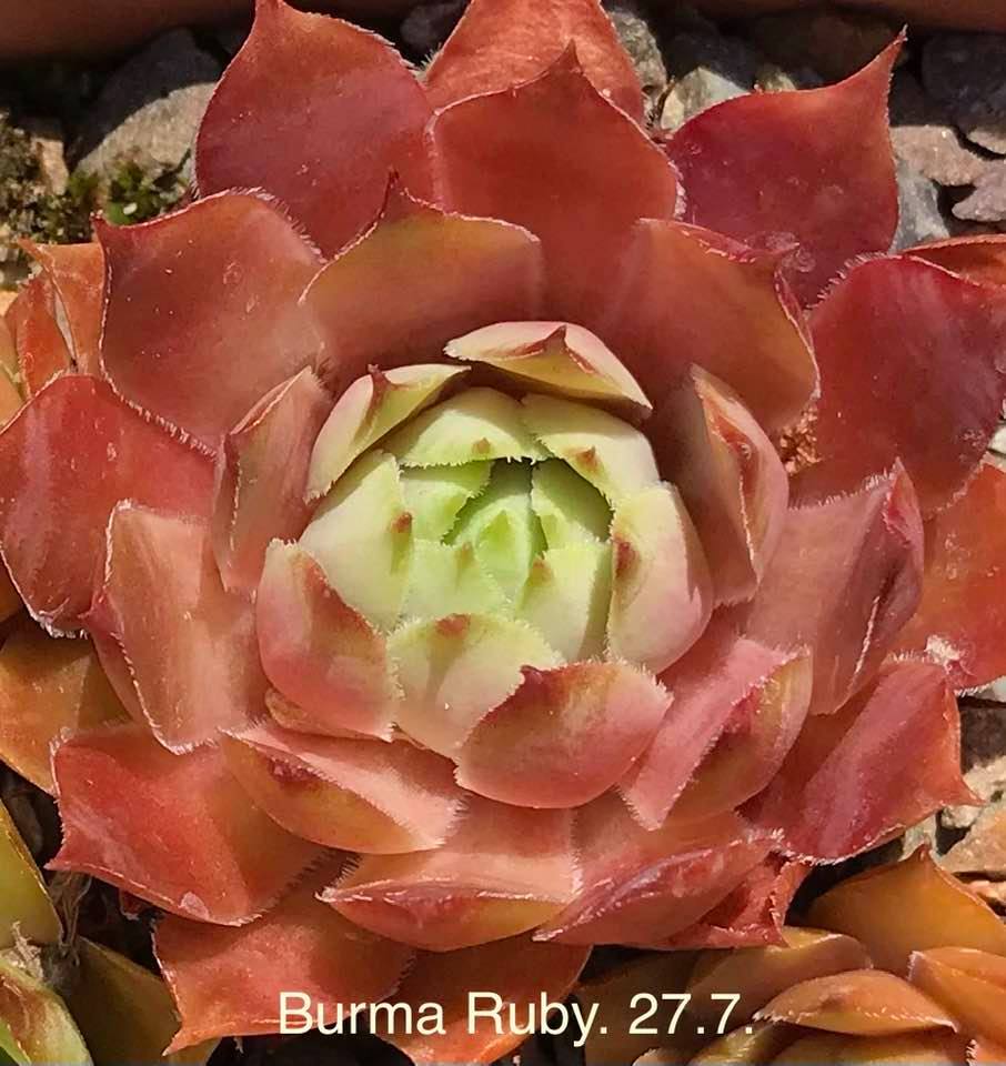 Burma Ruby