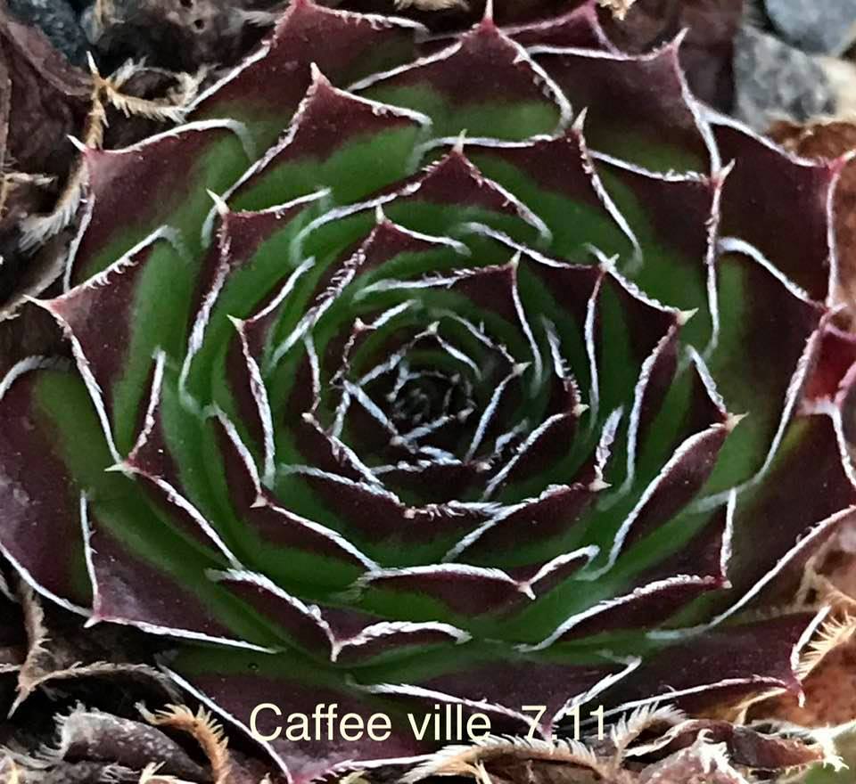 Caffe ville