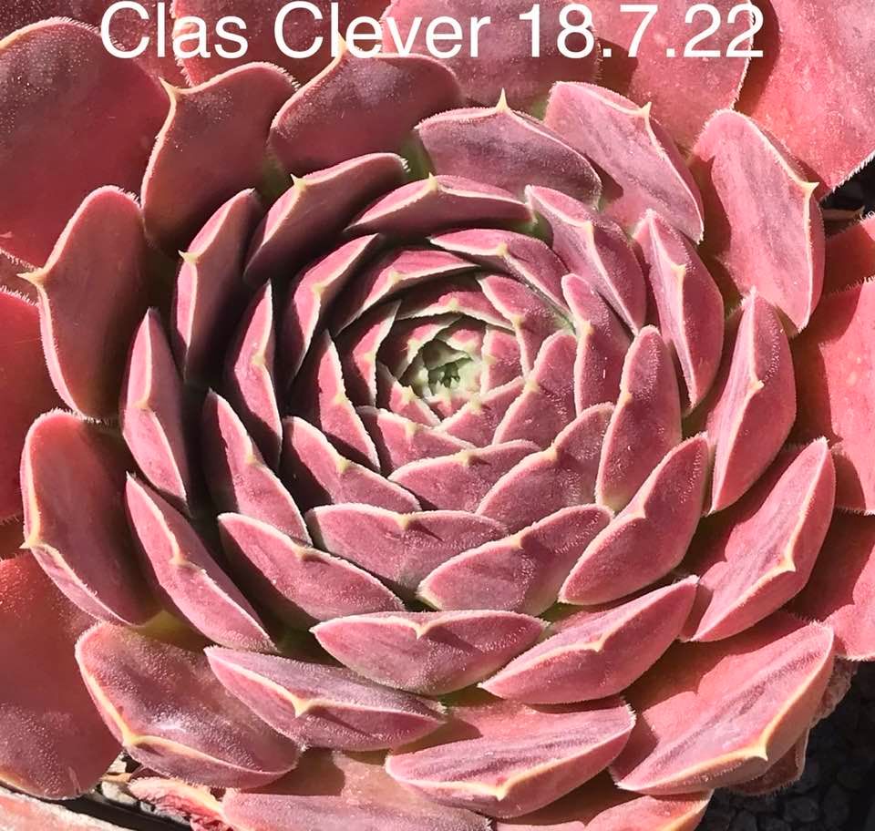 Clas Clever