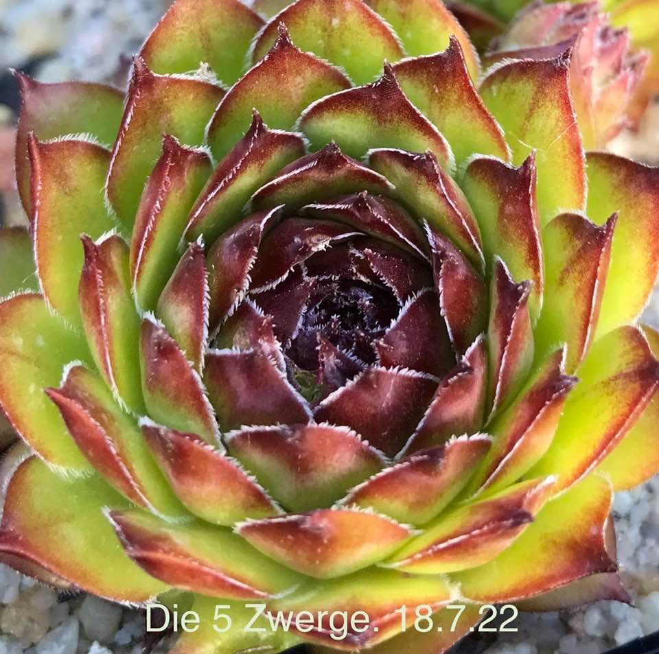 Die 5 Zwerge