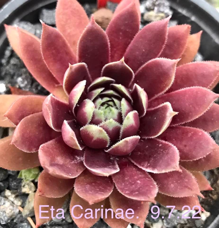 Eta Carinae