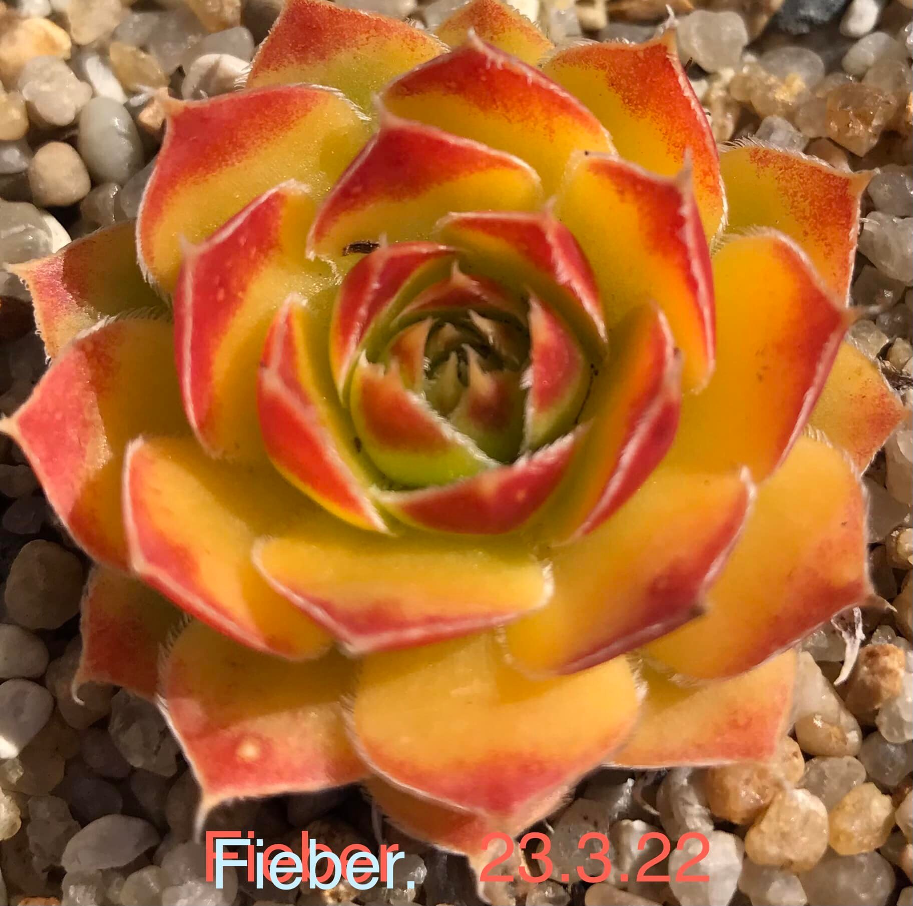 Fieber