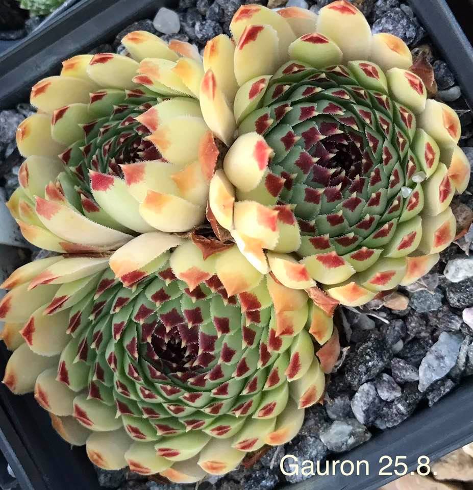 Gauron