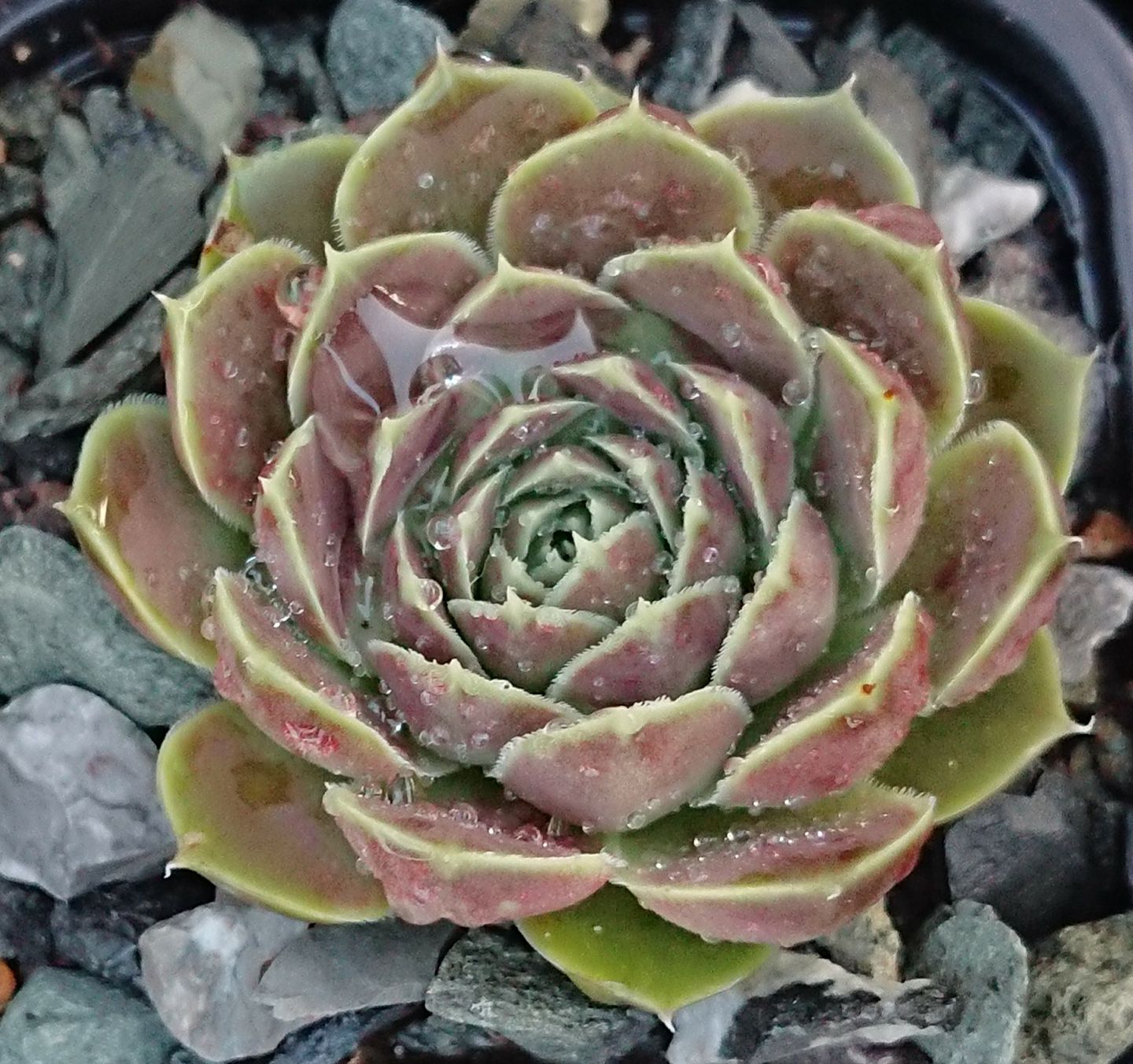 Glauca