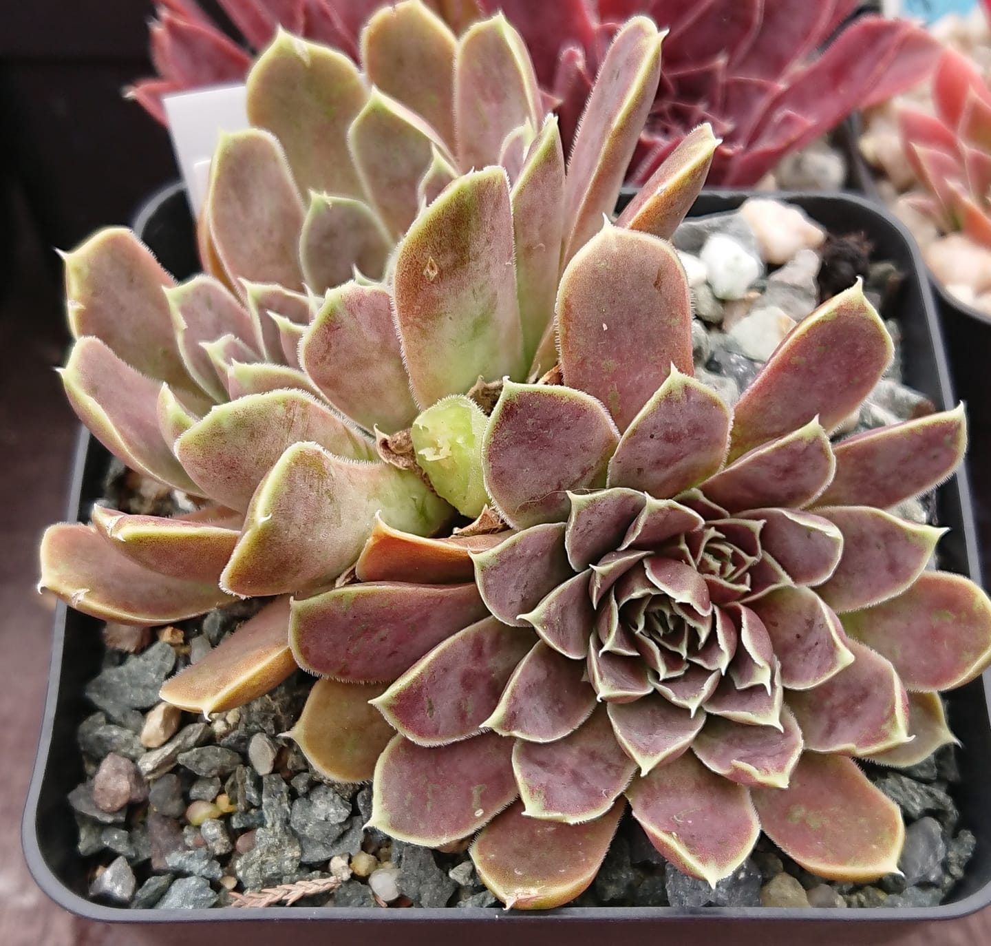 Glauca