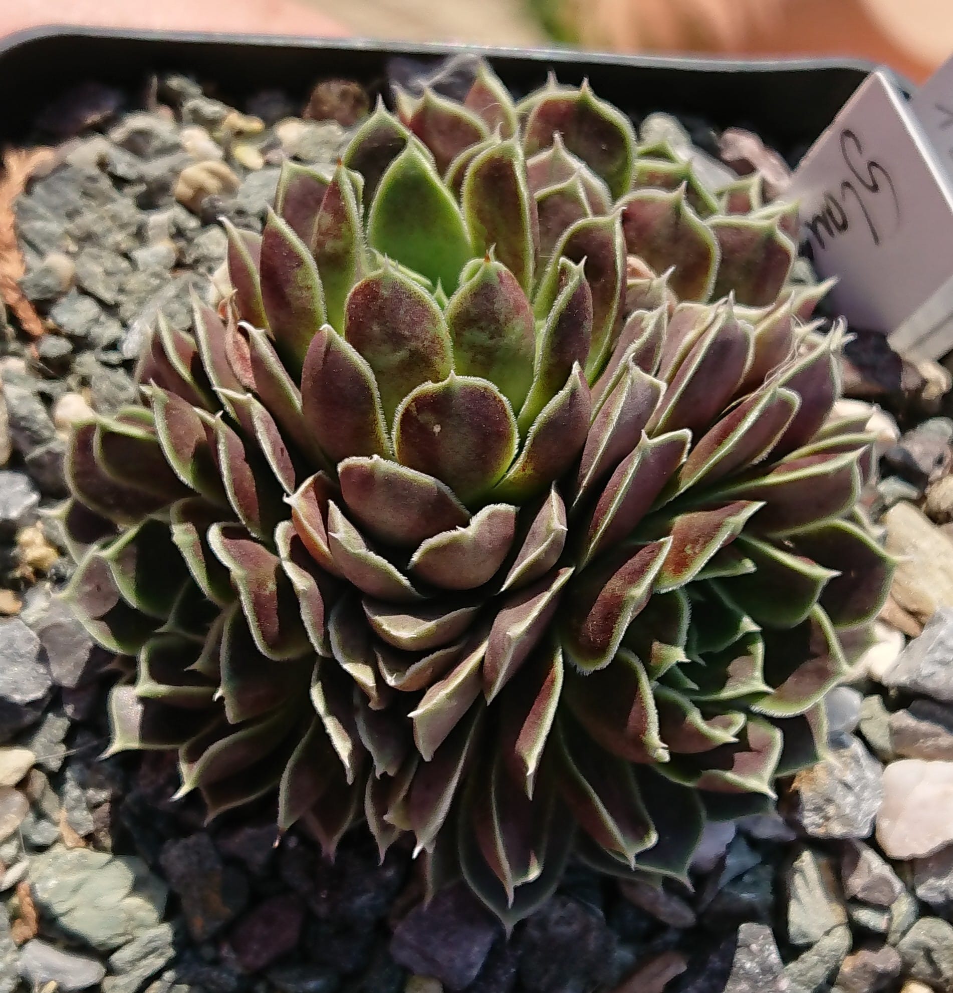 Glauca